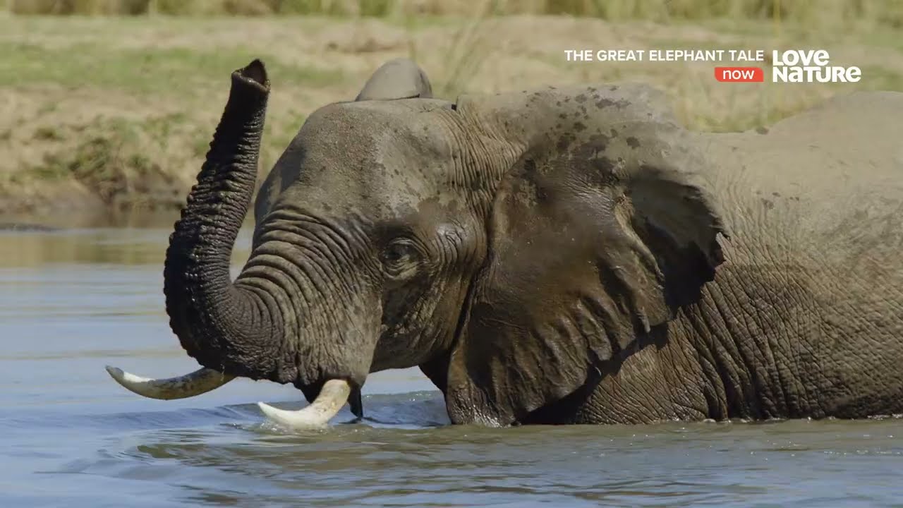 Потрясающие истории слонов (The Great Elephant Tale) [4k] [2160p] (2020)