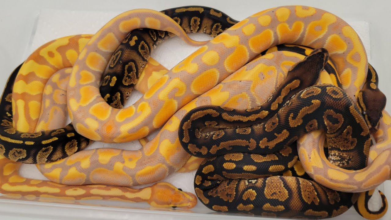This Years Ball Python Clutches!