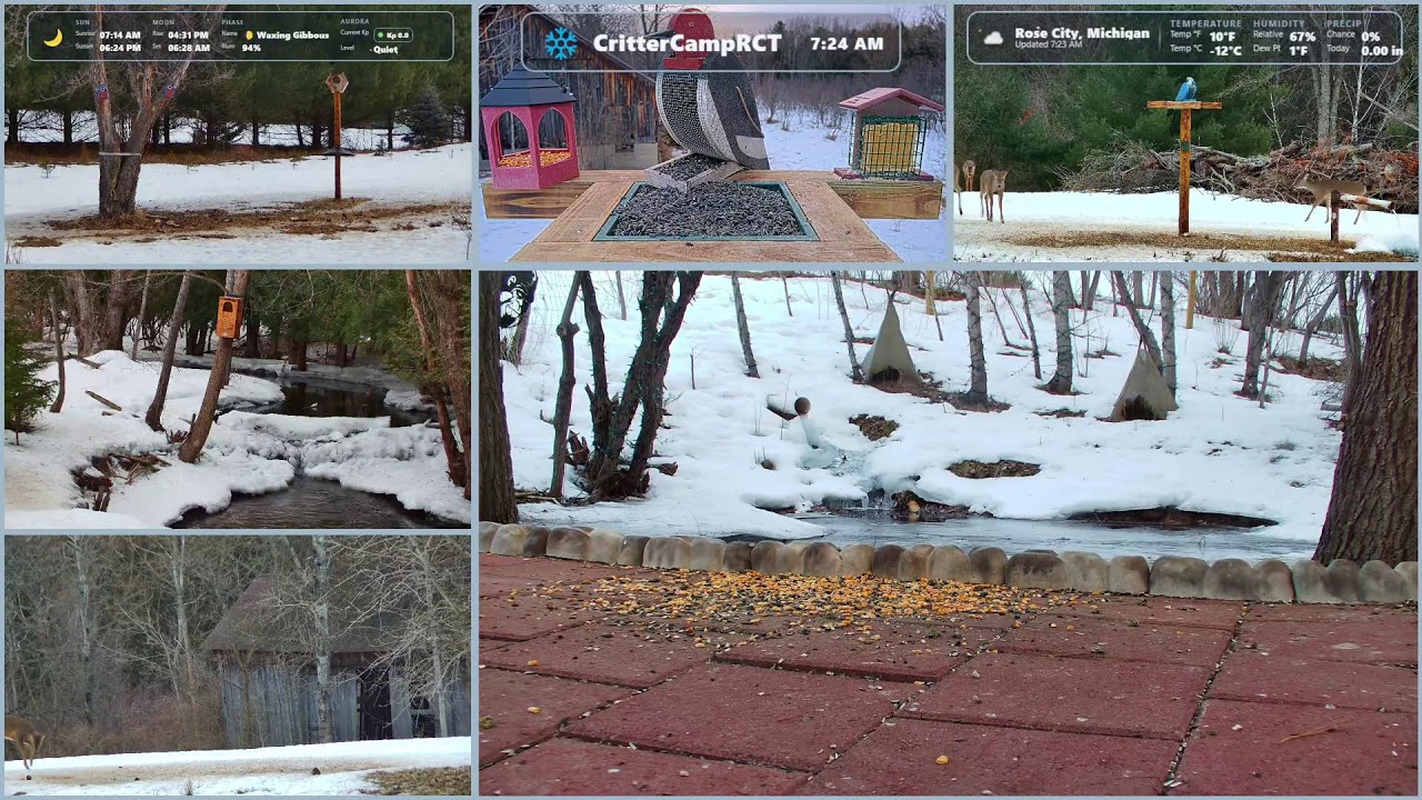 🌲 Who Shows Up Today? 👀 LIVE Michigan Wildlife Cams 🦌