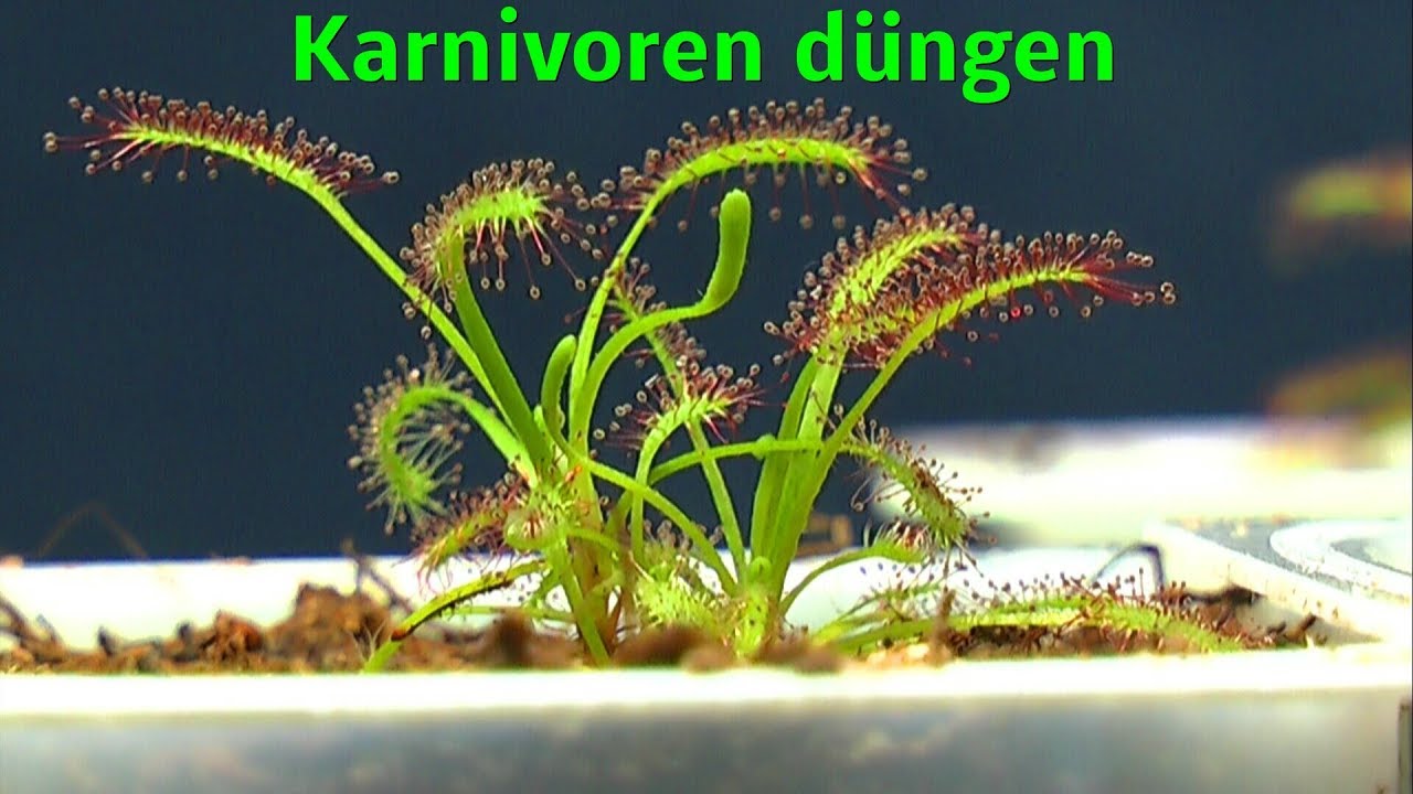 Karnivoren fleischfressende Pflanzen D&uuml;ngen. Erste Ergebnisse und Testbeginn