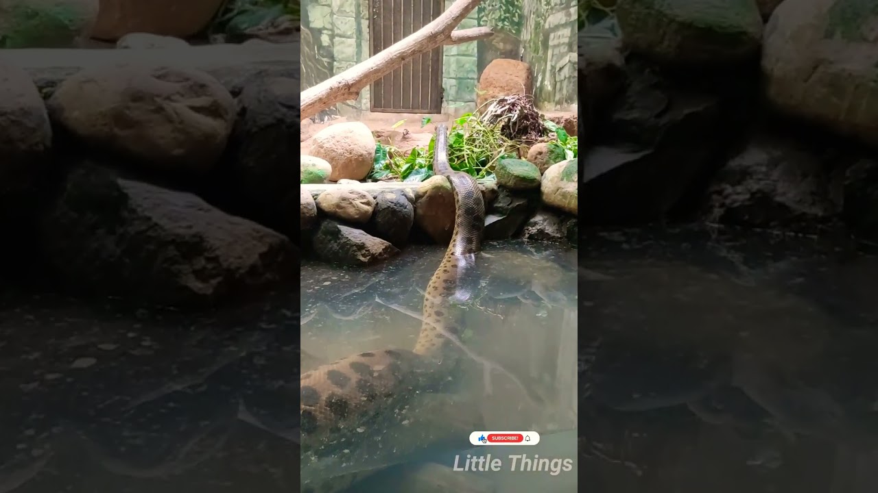 #short Trivandrum Zoo #7 Anaconda 🐍🐍🐍#Little Things