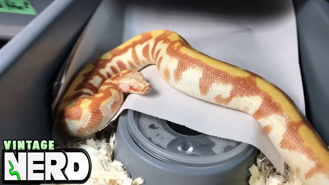 Random Snake keeping video #1