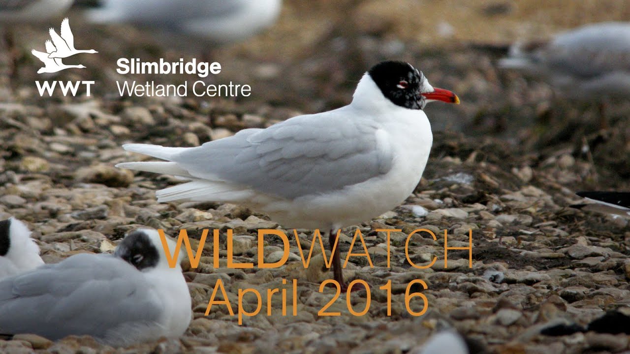 WWT Slimbridge WildWatch - April 2016