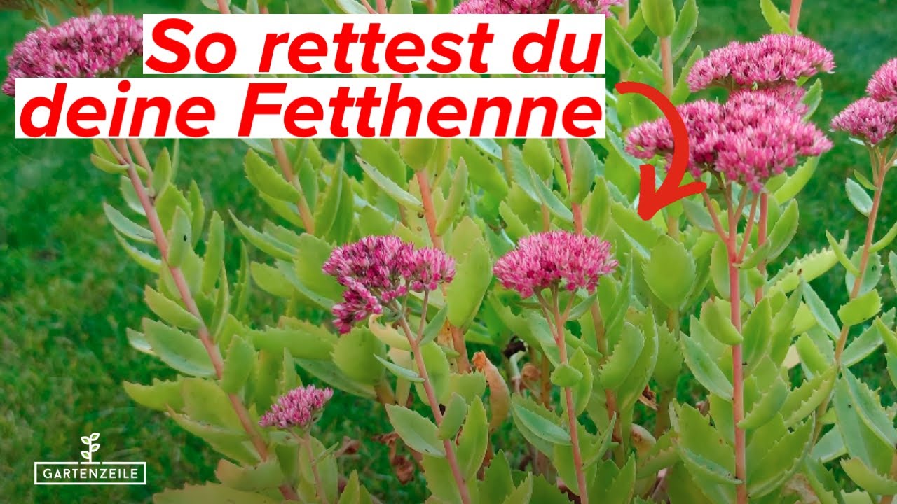 So schützt du deine Fetthenne vor gelben Blättern!