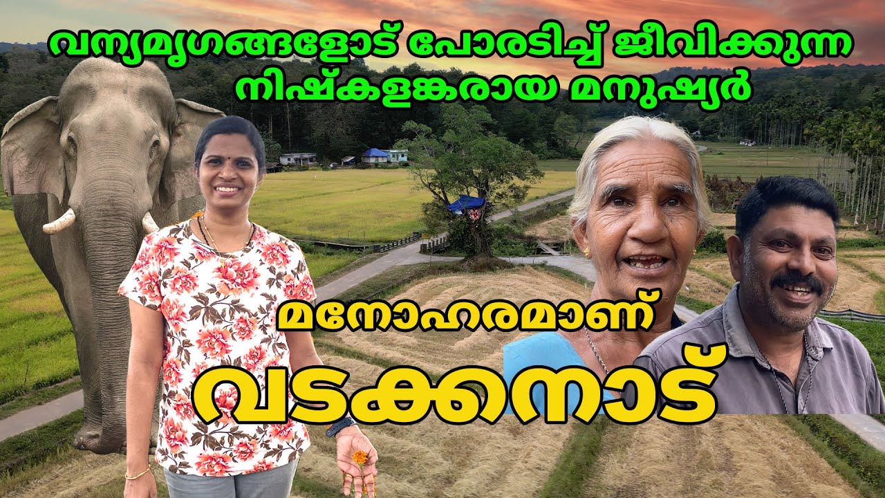 മനോഹരമാണ് വടക്കനാട്  ,വന്യമൃഗങ്ങളോട് പോരടിച്ച് ജീവിക്കുന്ന നിഷ്കളങ്കരായ മനുഷ്യർ #elephant #wayanad