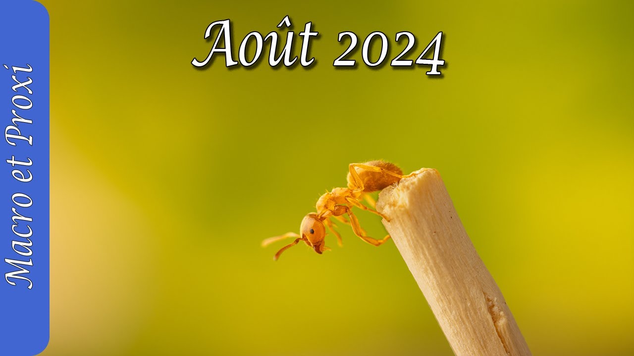 Découverte de la beauté cachée en macro et proxi – Août 2024 - Insectes de  Micheville et mon jardin