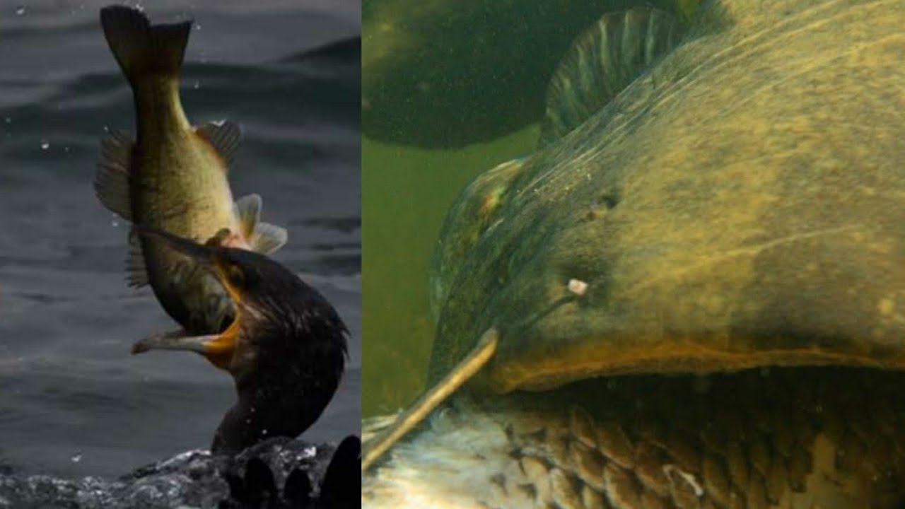 Il Cormorano ed il Siluro sono Specie invasive in Europa? - by Catfishing World