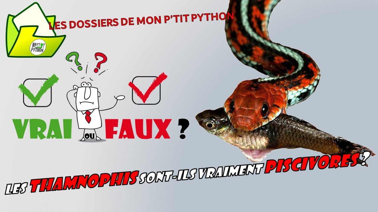 VRAI ou FAUX ? Les THAMNOPHIS sont-ils des SERPENTS PISCIVORES ?