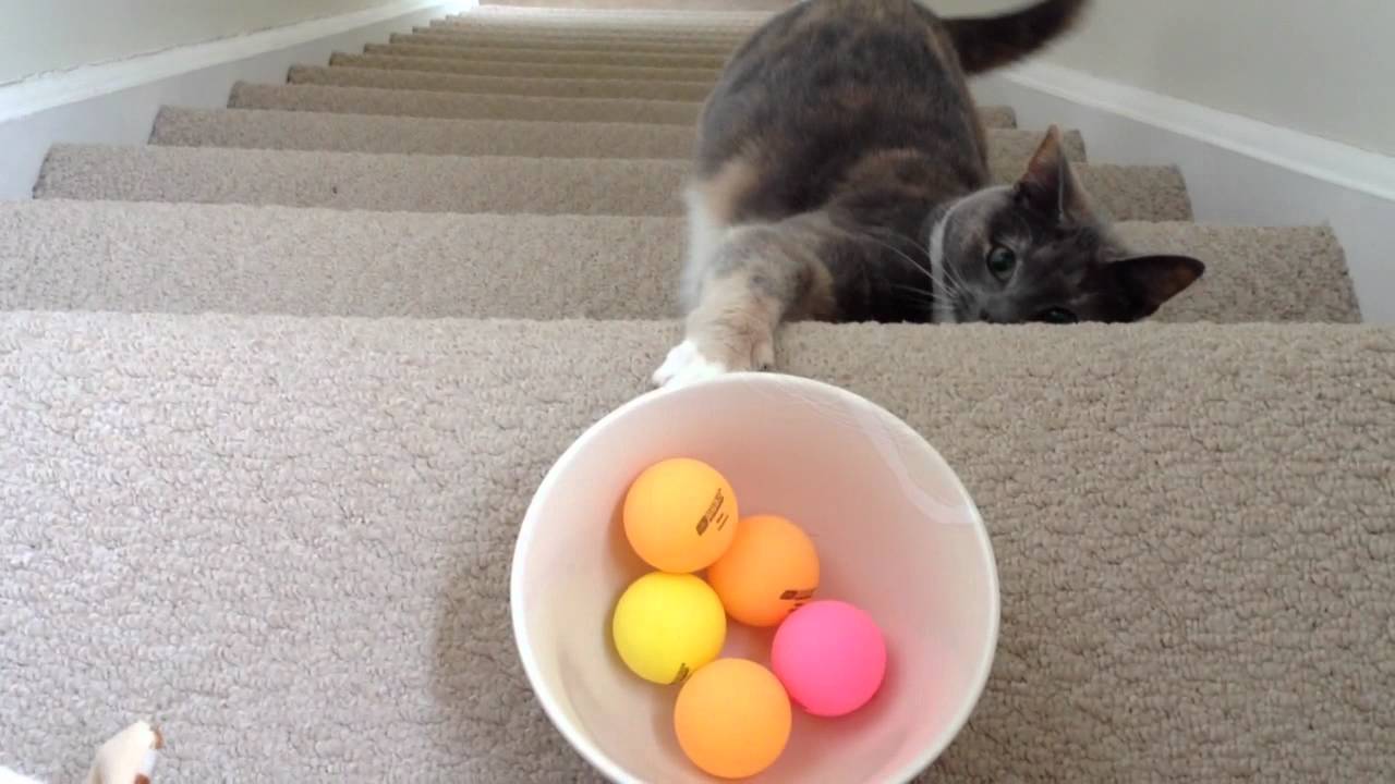Over Excited Cat Plays with Ping-Pong Balls - Easy Fun for Cats