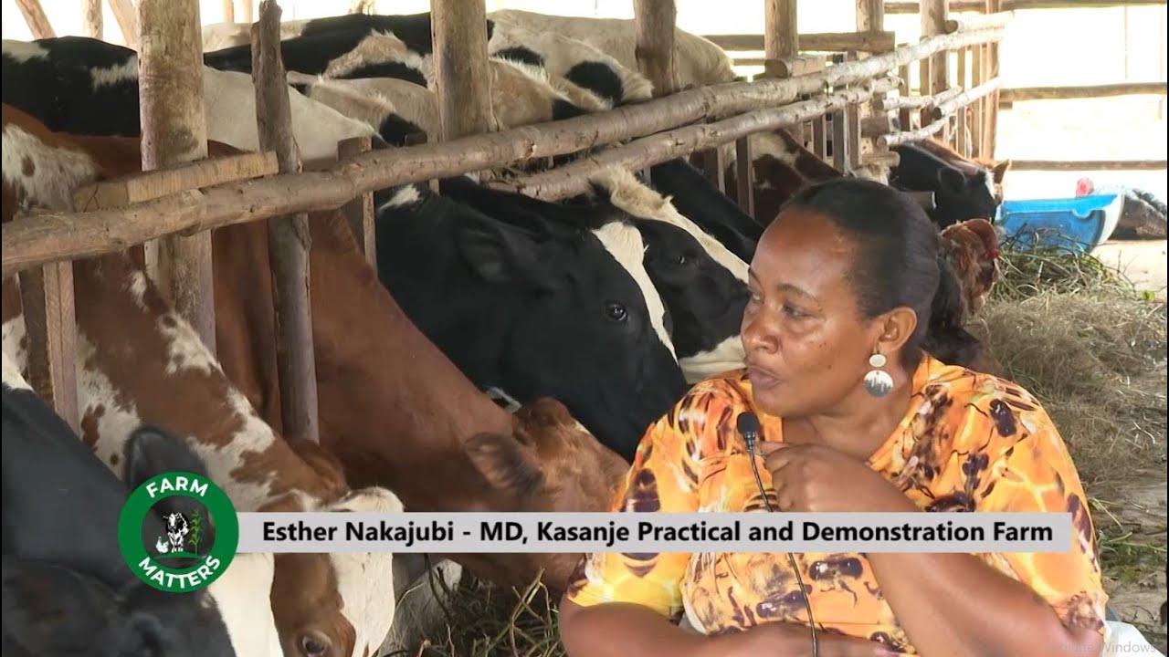 EARNING BIG IN DAIRY FARMING WITH ESTHER NAKAJUBI