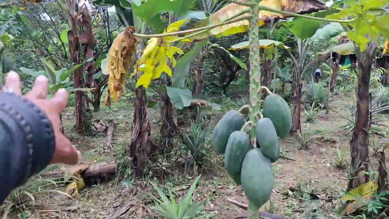 Di jual lahan kebun murah luas tanah 6000 metr kurang lebih surat AJB