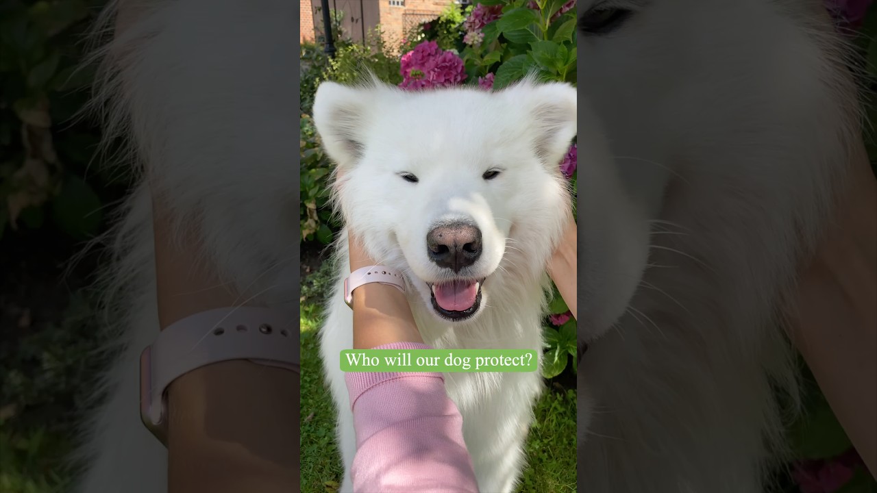 Who will our dog protect? 😍 