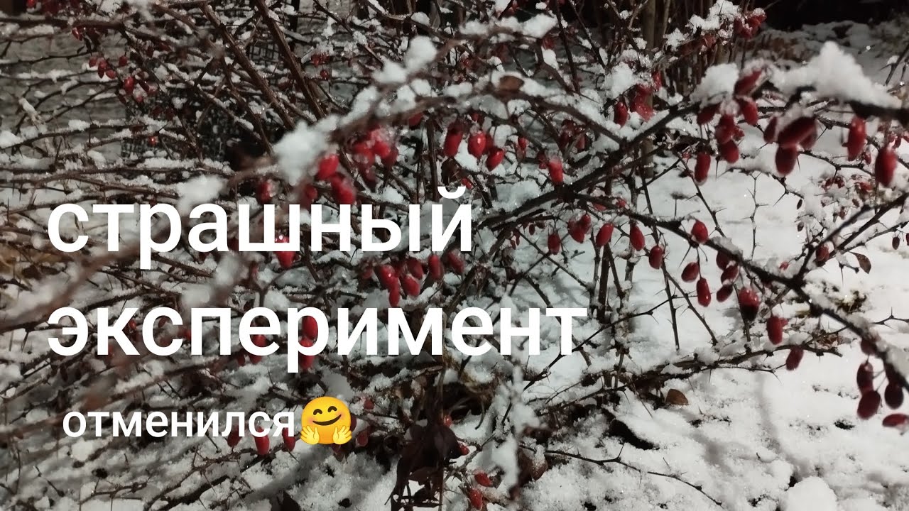 12.12.25#посадка луковичных в декабре#