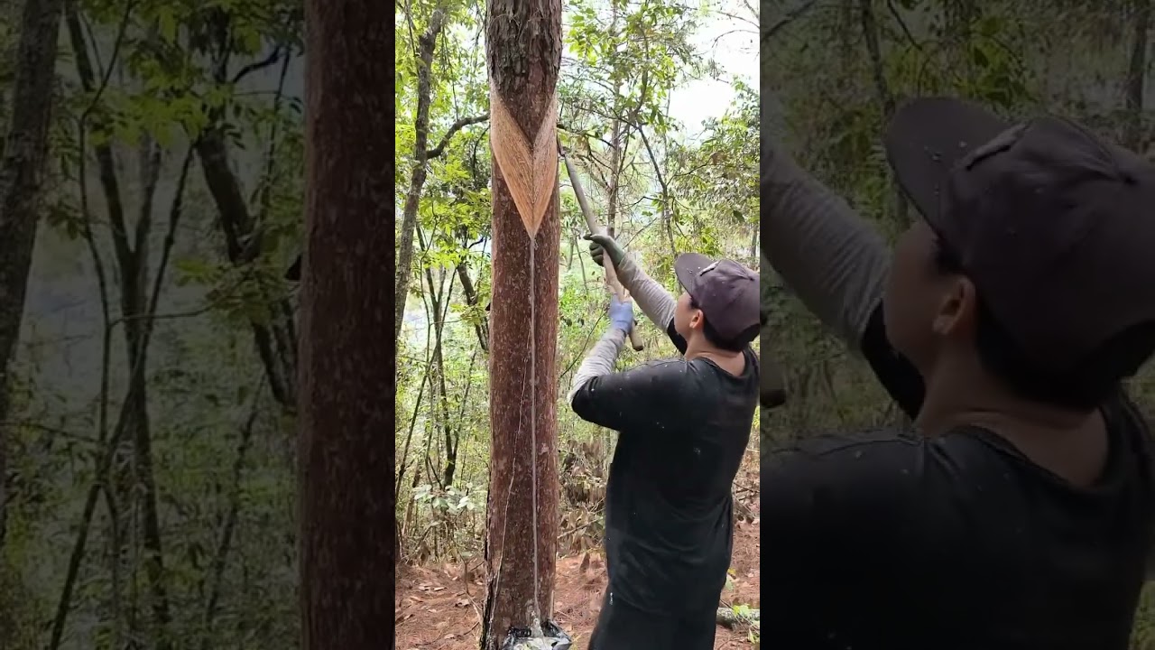 Collecting rosin