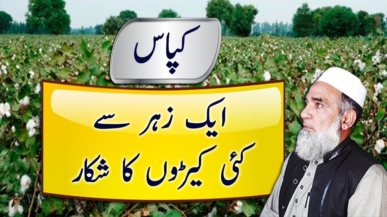 Single shot Control of multiple sucking insects in Cotton || Crop Reformer