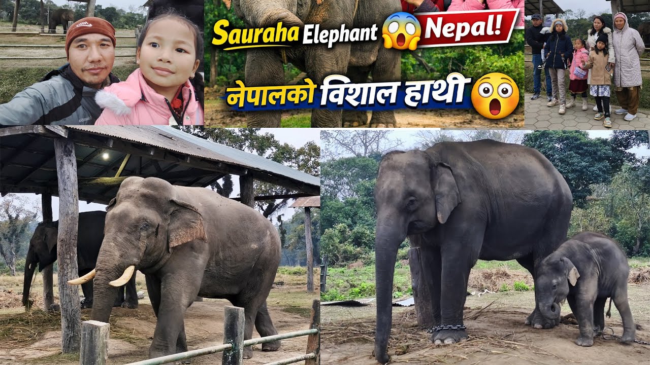 Elephant in Nepal 😱 Sauraha Elephant Breeding Center | Must Visit Tourist Place