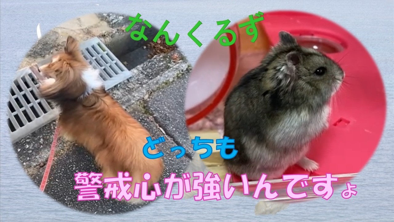 【警戒】ハムもシェルティーもしっかりと警戒します #警戒 #ハムスター #シェルティー