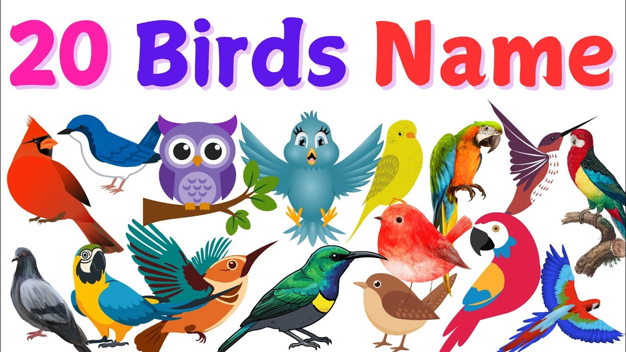 🦜Birds Name in English|Birds name for kids | Preschool Learning |Birds name with pictures|#birds 