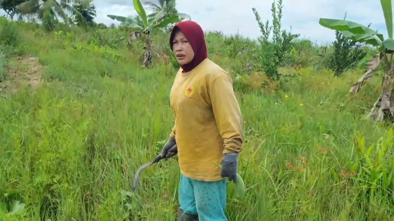 PAK @AGUS SUJARWO ,KEWALAHEN NGERACUN RUMPUT  ,MALAH SUBUR RUMPUT NYA NUTUP TANAMAN  SAYURAN NYA‼️