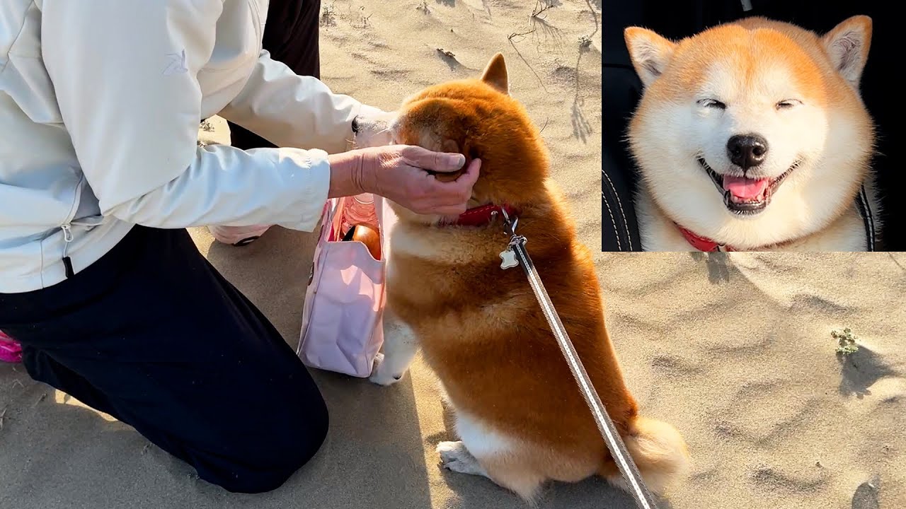 Shibe runs around the sandy beach at high speed and reunites with his mother on the way back home.