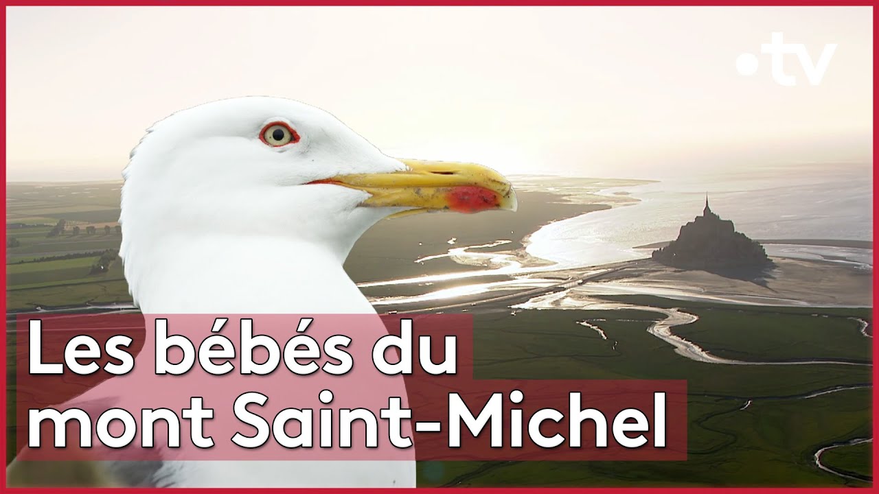 Le goéland marin est de retour en Normandie