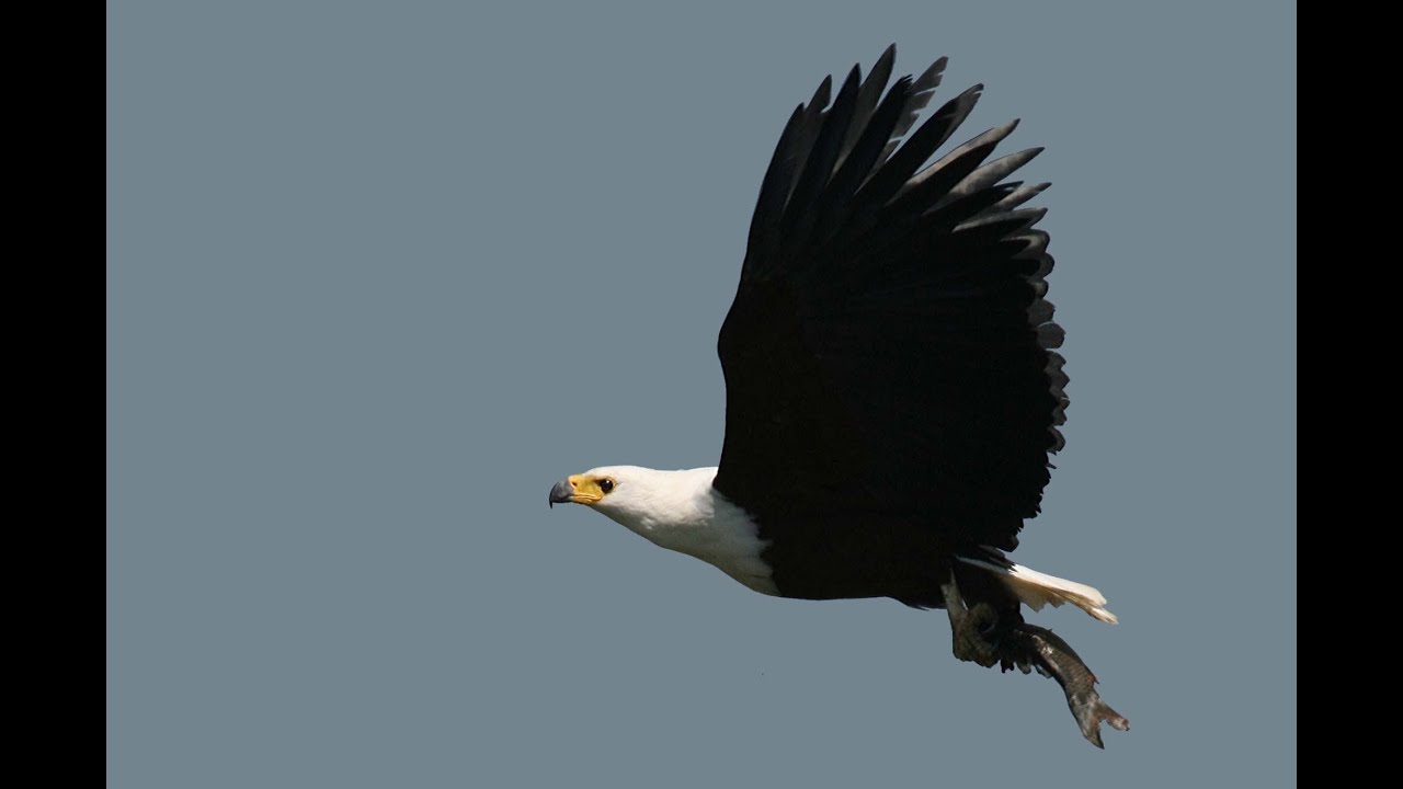 Call of the African Fish Eagle - Sony DEV5 - Filmed by Greg Morgan