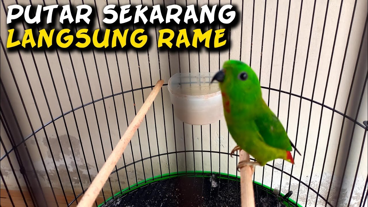 Burung serindit gacor - pancingan serindit agar bunyi - kicau mania .3