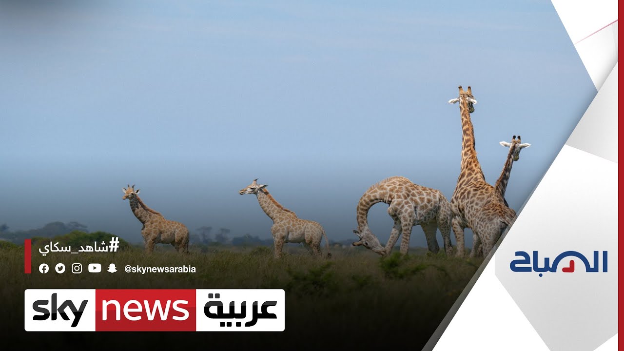 إمارة الشارقة تدشن أكبر سفاري في العالم خارج إفريقيا | #الصباح