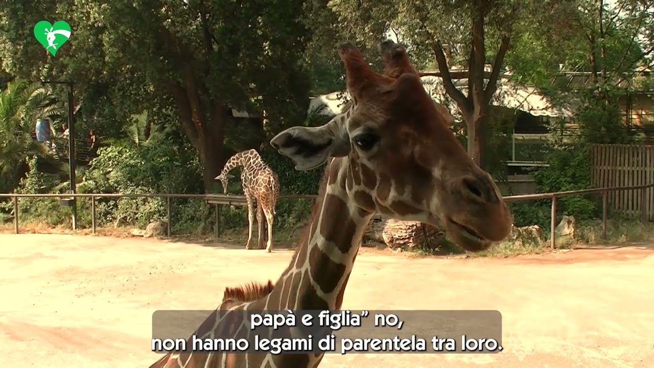 Giraffa Day 2025
