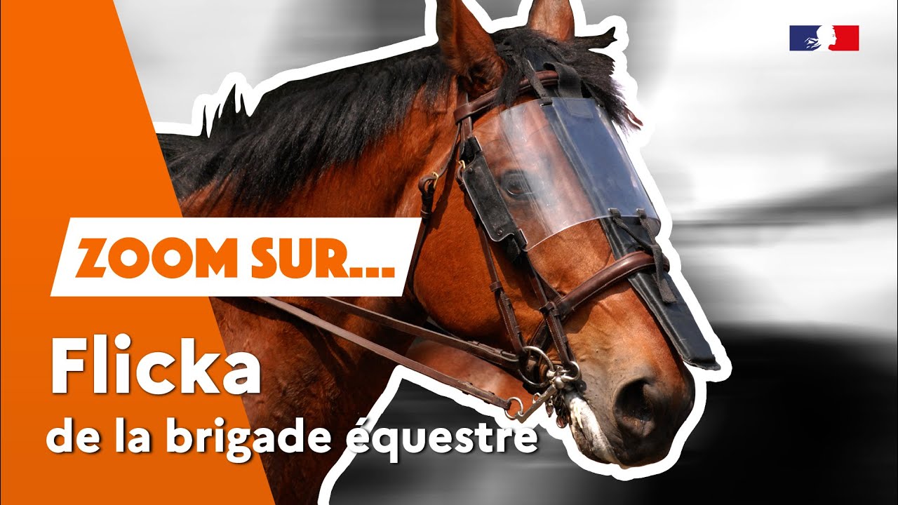 Flicka, de la Brigade Équestre 🐴