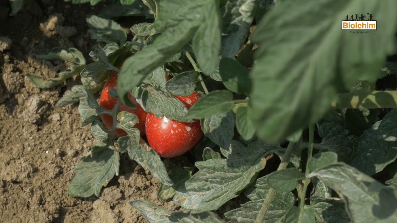 Pomodoro da industria: strategie mirate per resa e qualità