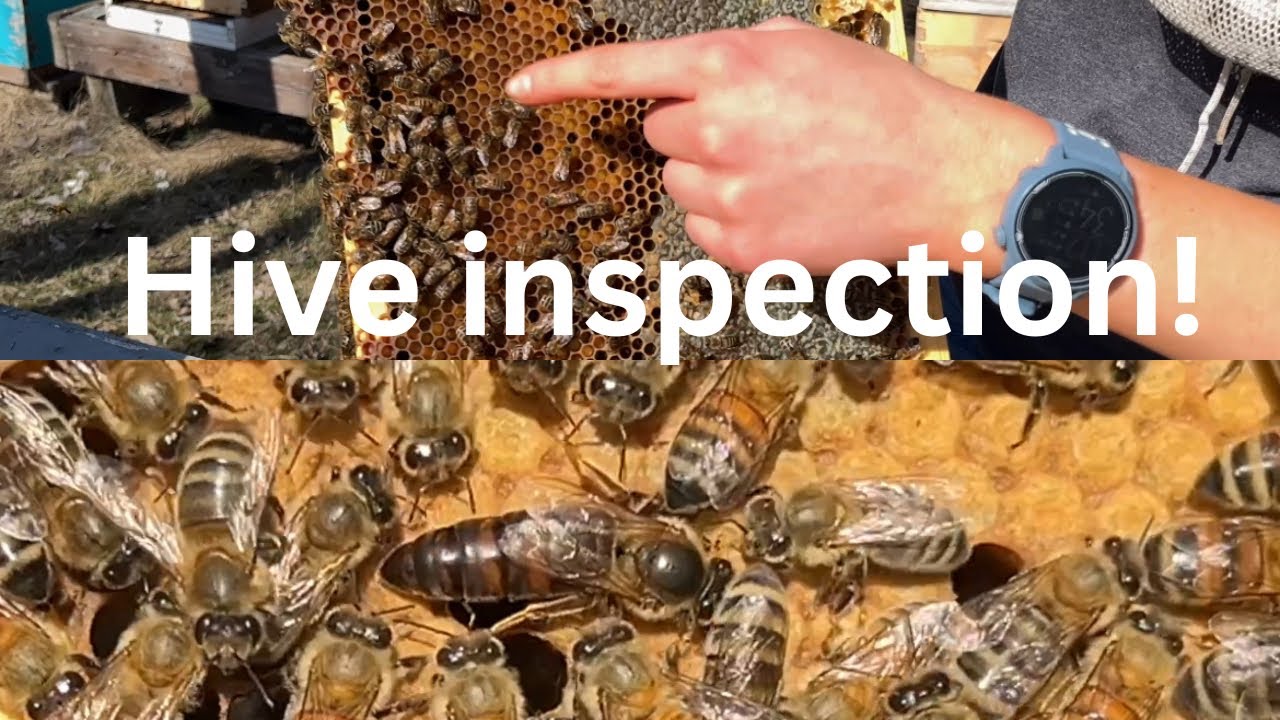 My First Bee Hive Inspection for 2024! 🐝