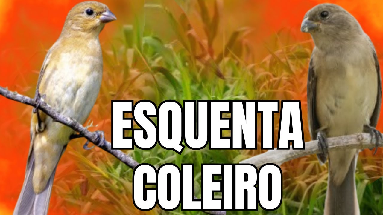 ]Fêmea Fogosa Chamando e Piando Esquente Seu Coleiro