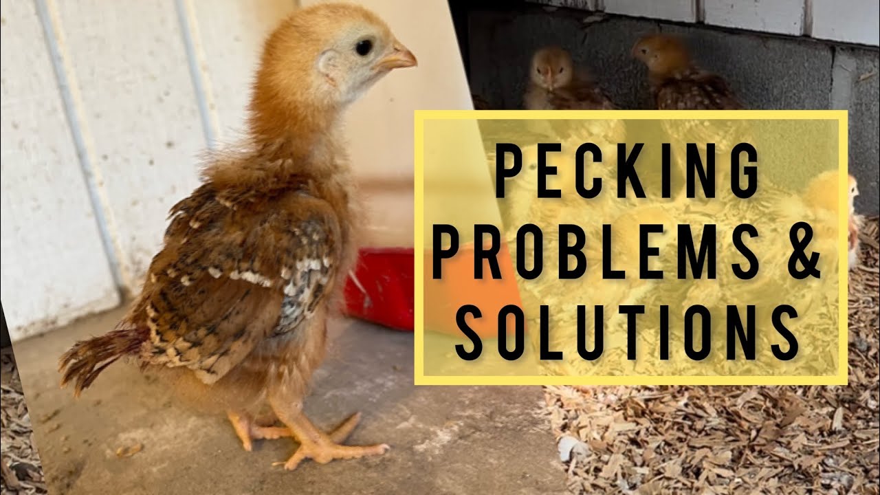 Chicken Pecking Problems and Solutions #babychicks #pecking #osiadaczfamilyfarm