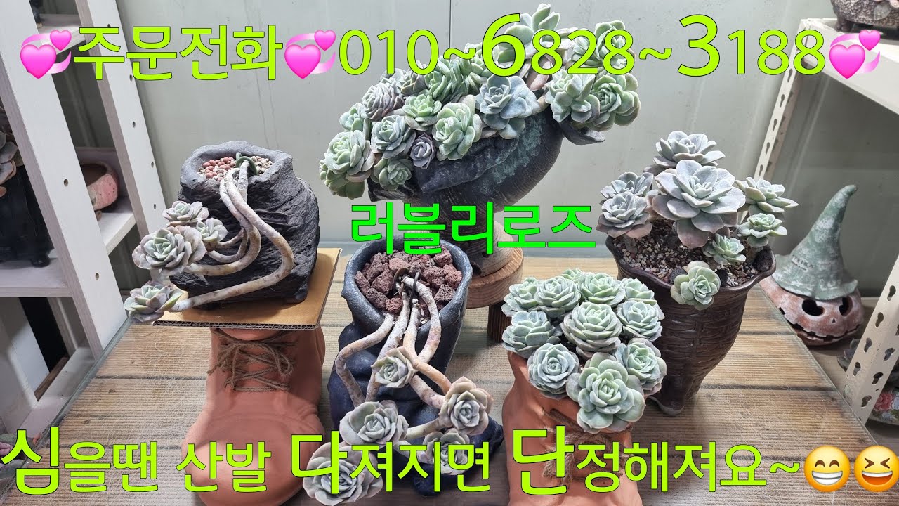 (25.12.23.화)💞판매완료💞블리블리 러블리로즈~😆💞 