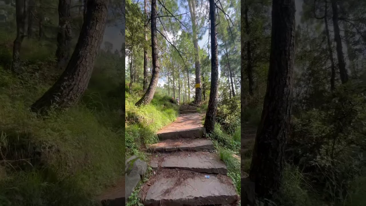 Hidden place in MURREE. Let&rsquo;s explore FOREST WILDLIFE PARK 🫶🏻