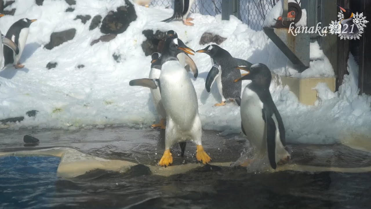 おたる水族館 やめて！と言われても暴れまくるジェンツーペンギン