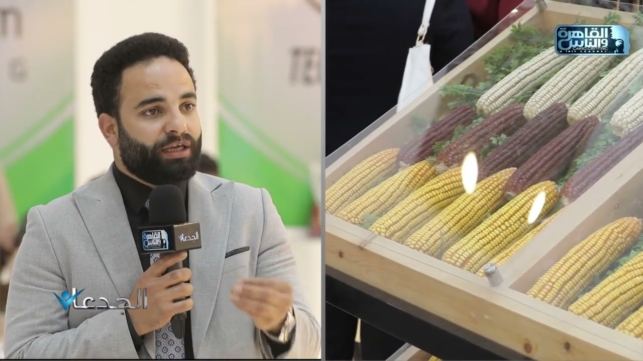 م.محمود ماجد: هجن الذرة 