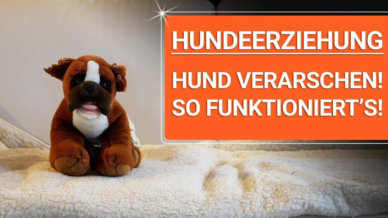 💥🐶 Hundeerziehung 👉 Diese Art von Hund verarschen macht Hunde ERZIEHBAR 🐶💥✔️