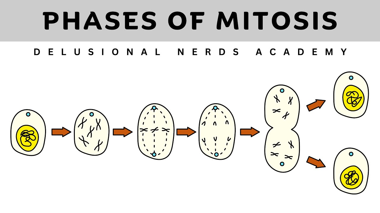 Cell cycle | Interphase & Mitosis | Phases of Mitosis