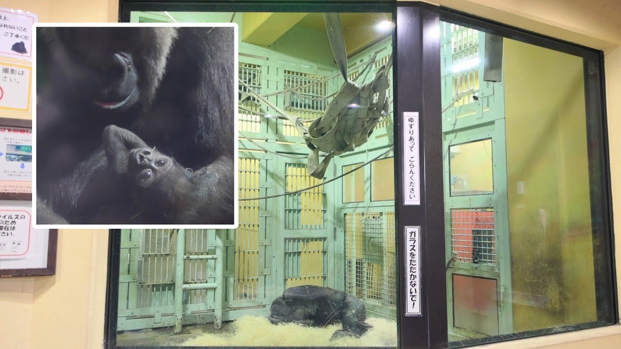知らなかった2か月と、いま見ている2か月｜京都市動物園｜撮影日2026.1.20｜【きょうのゴリラ】