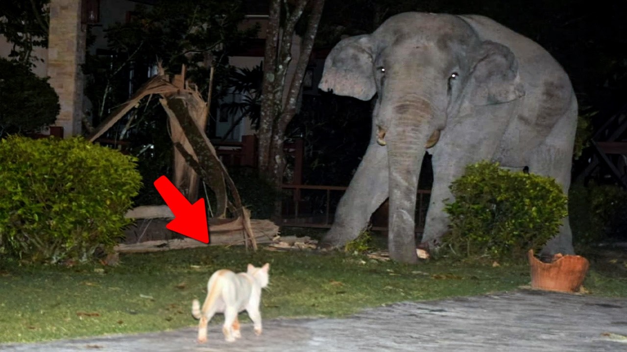 GATOS FURIOSOS VS. ANIMAIS SELVAGENS FLAGRADOS PELAS CÂMERAS