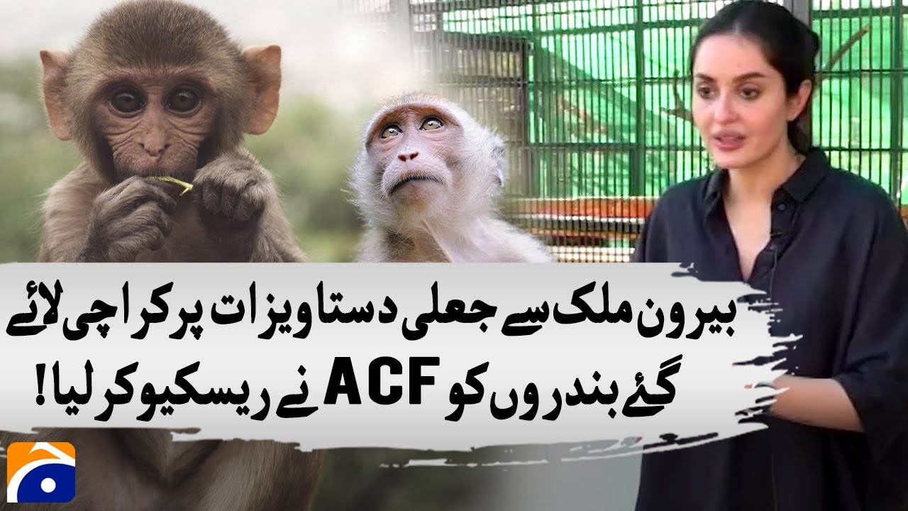 ACF rescues monkeys seized at Karachi airport - Geo News