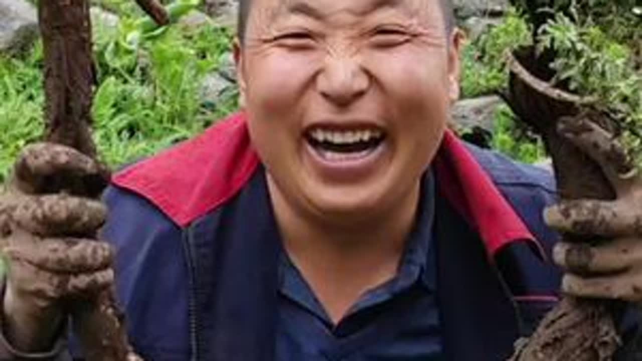 今天给大家分享一下野生当归，它和独活，骚羌，羌活有什么不一样，不认识的藏当归的朋友请不要乱评论，谢谢。