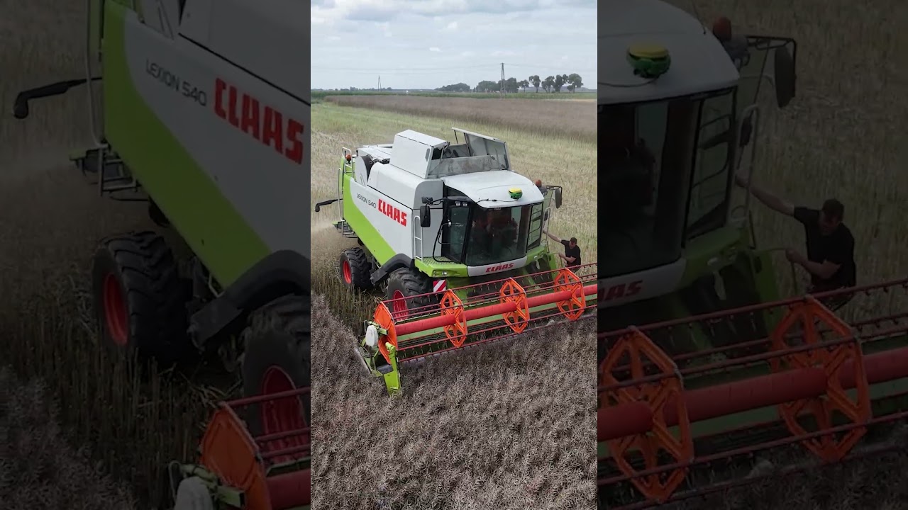 Kombajn Claas Lexion 540 w rzepaku #shorts #rolnictwo