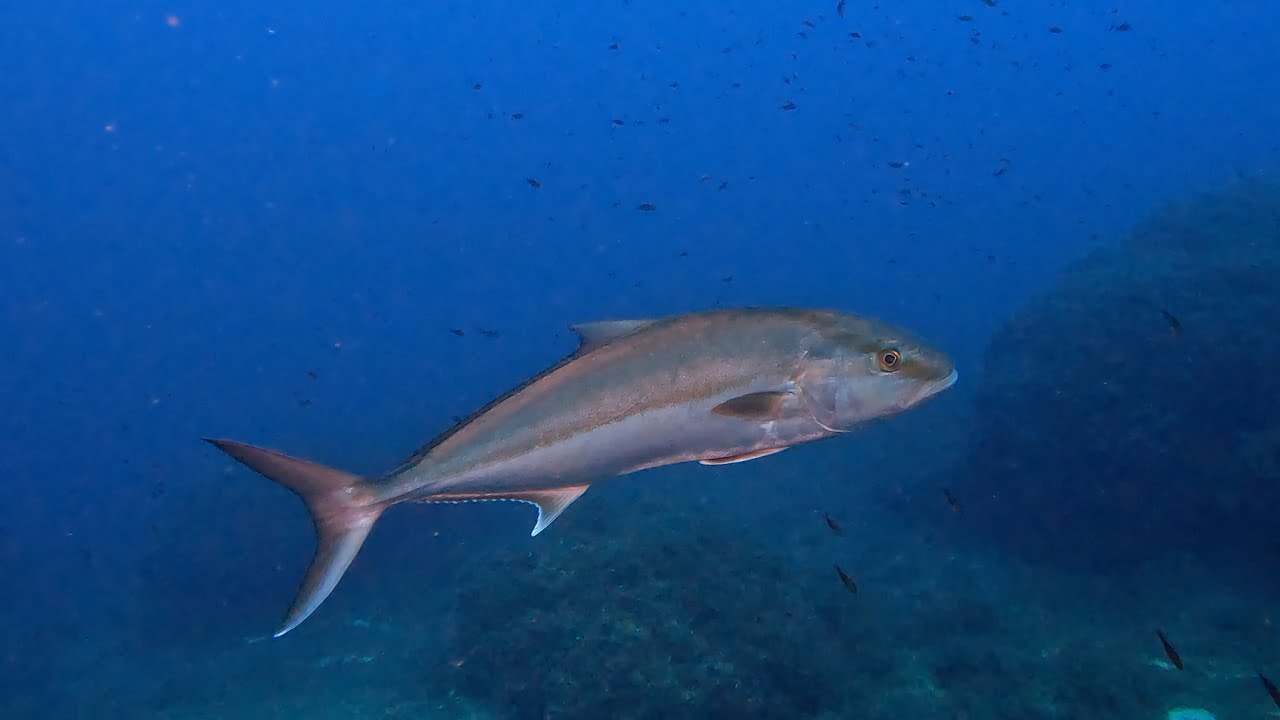 Los mejores sitios de buceo de Mallorca DRAGONERA