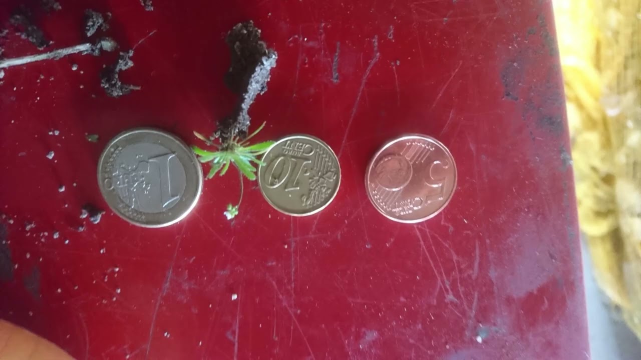 petites fleurs de janvier la Drava pintanière