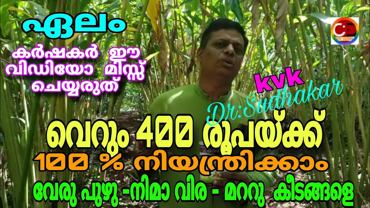 ഏലം I വെറും 400 രൂപക്ക്  100 % നിയന്ത്രിക്കാം I   വേരു പുഴുവും നിമാ വിരയും   കീടങ്ങളെയും Dr:Sudhakar