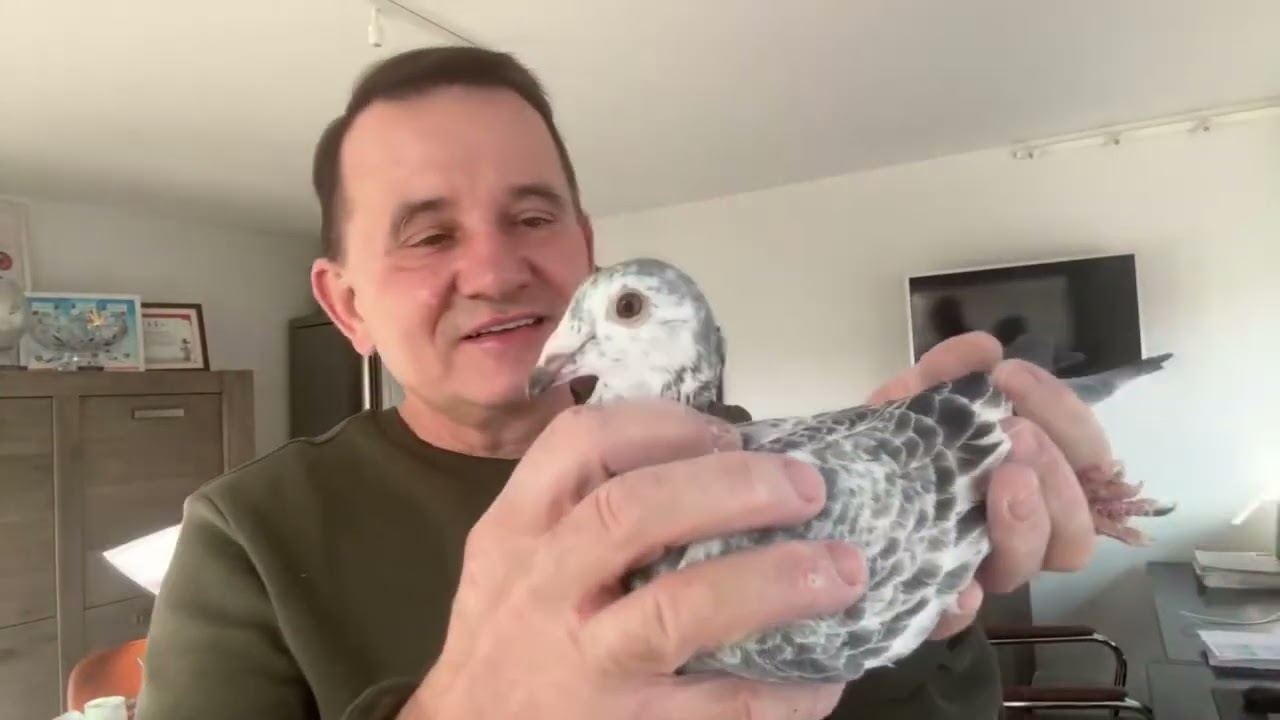 Gołębie szpaki Leideman ,Pitbull od Mistrza Belgi w sprincie , Best Kittel ,Porsche 513016809 Artur