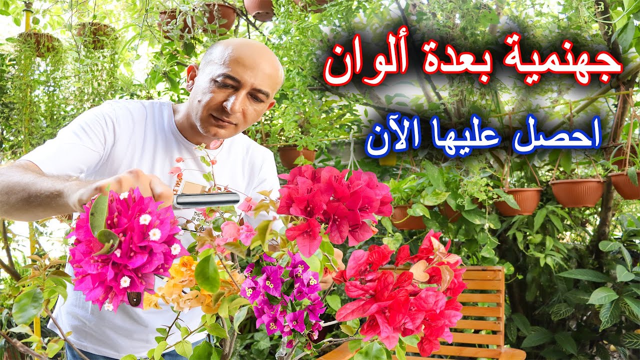 تطعيم الجهنمية  بعدة ألوان!!! شاهد الطريقة مع كوول Grafting Bougainvillea